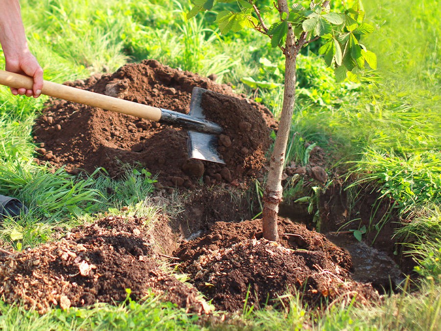 Plantation Arbres Rabat : Espèces Recommandées
