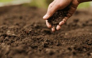 Comment Nourrir la Terre de votre Jardin à Rabat pour une Croissance Optimale ?