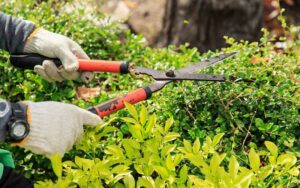 Comment Tailler ses Arbustes Correctement à Rabat : Le Guide Complet pour Débutant