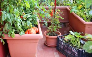 Démarrer un Potager sur son Balcon ou sa Terrasse à Rabat : 5 Légumes Faciles à Cultiver