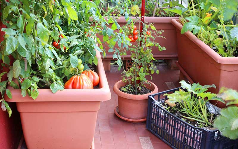Démarrer un Potager sur son Balcon ou sa Terrasse à Rabat : 5 Légumes Faciles à Cultiver