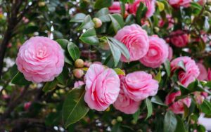Les Plus Belles Plantes et Fleurs pour un Jardin Qui Fleurit Toute l’Année à Rabat