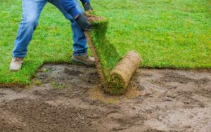 Pose de Gazon Naturel à Rabat : Quelle Variété Choisir pour Résister au Climat Marocain ?