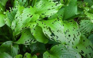 Ravageurs du Jardin : 7 Solutions Naturelles pour Protéger vos Plantes sans Produits Chimiques