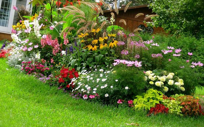 أفضل 10 نباتات وأشجار مناسبة لمناخ الرباط