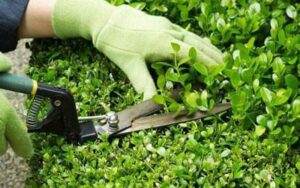 Tarif horaire jardinier à Rabat