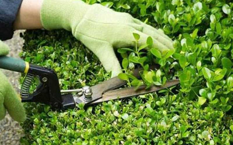 Tarif horaire jardinier à Rabat